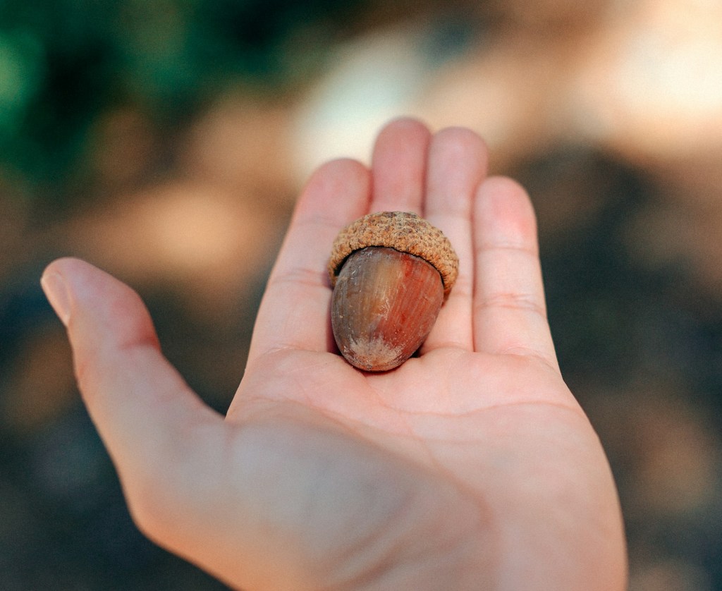 If I don’t deal with the seed, I will have to deal with the&nbsp;tree